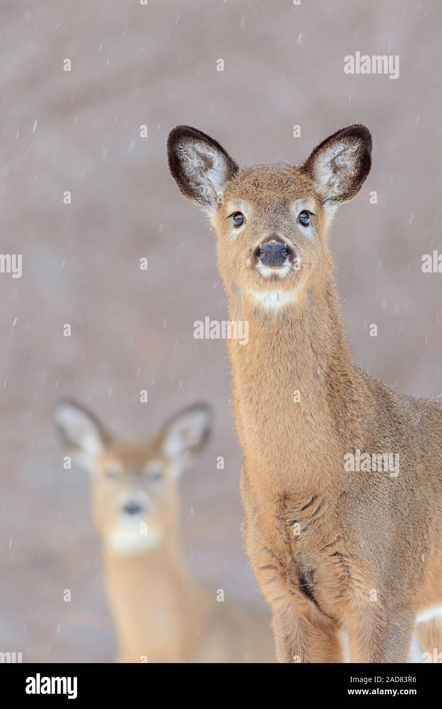 Un portrait d'un cerf de Virginie avec un ami dans l'arrière-plan. Banque D'Images