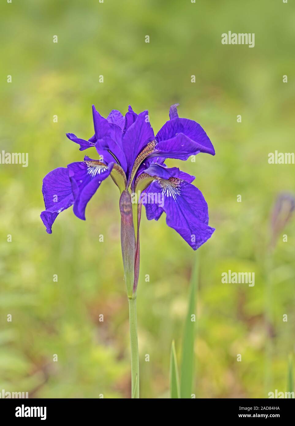 Iris sibirica Iris de Sibérie '' Banque D'Images