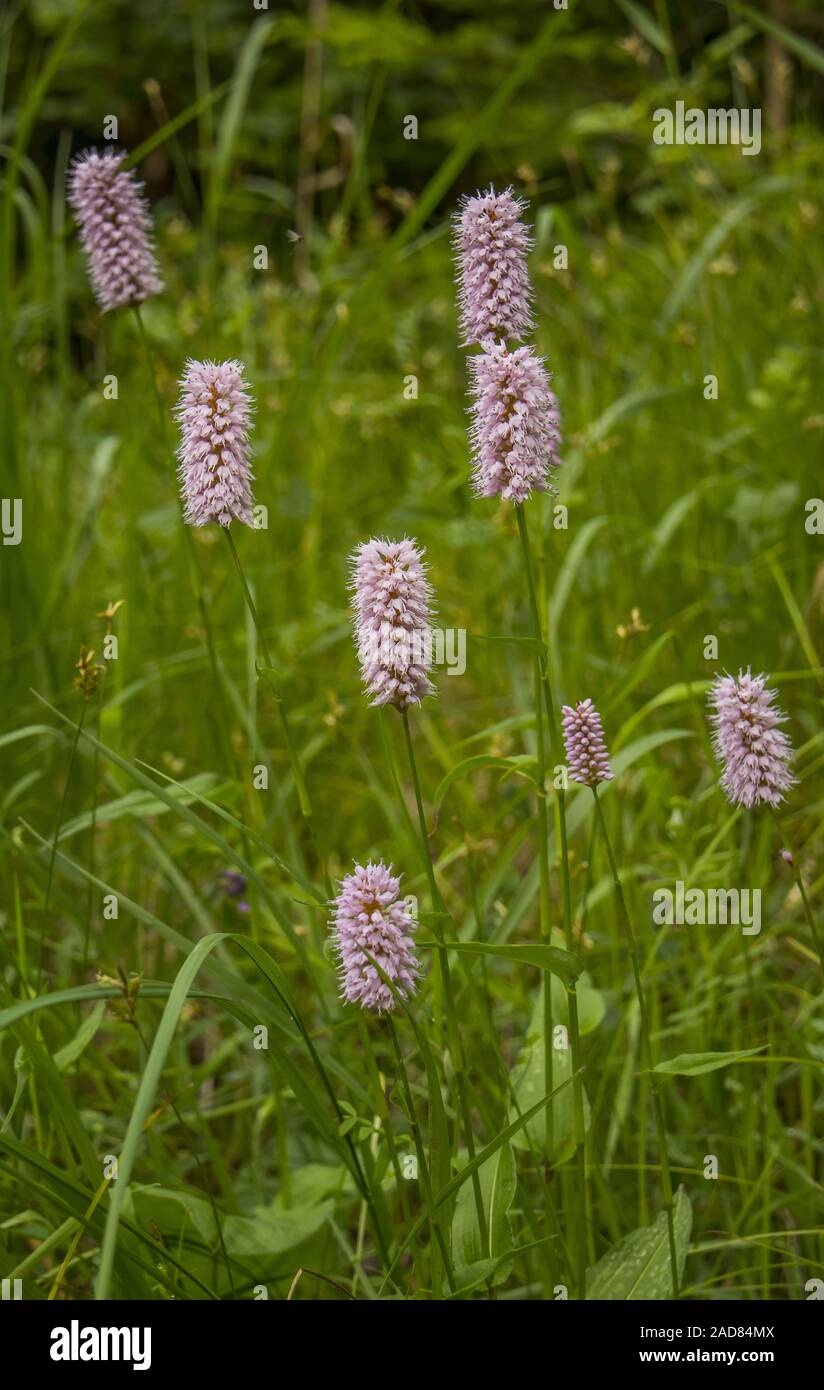 La bistorte Polygonum bistorta 'commun' Banque D'Images