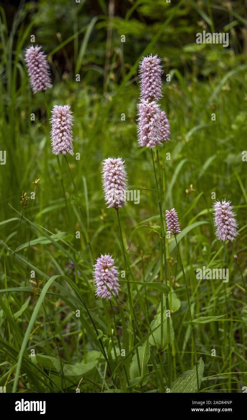 La bistorte Polygonum bistorta 'commun' Banque D'Images