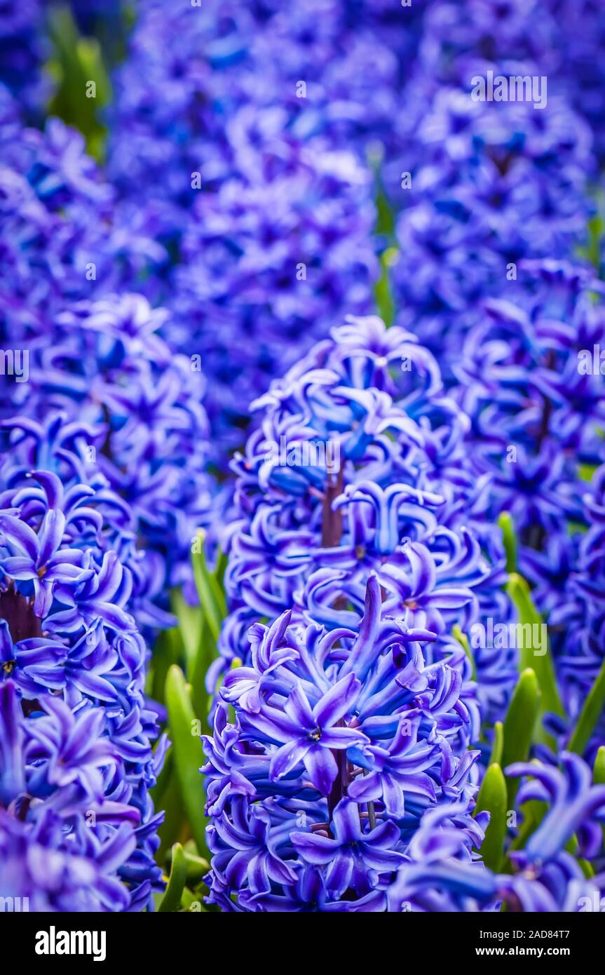 D'un plan macro printemps fleur bleu jacinthe d'eau. Profondeur de champ Banque D'Images