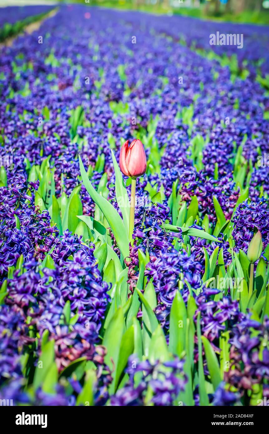 Un champ de tulipes rouges et Jacinthe bleu en Hollande. Profondeur de champ. Point sur le premier plan Banque D'Images