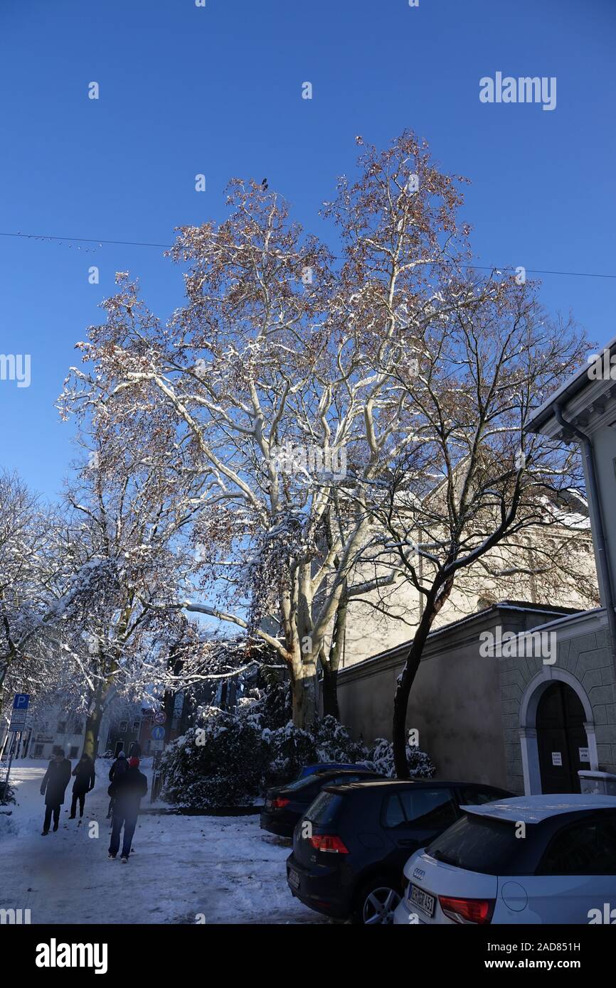 Platane, Platanus acerifolia Banque D'Images