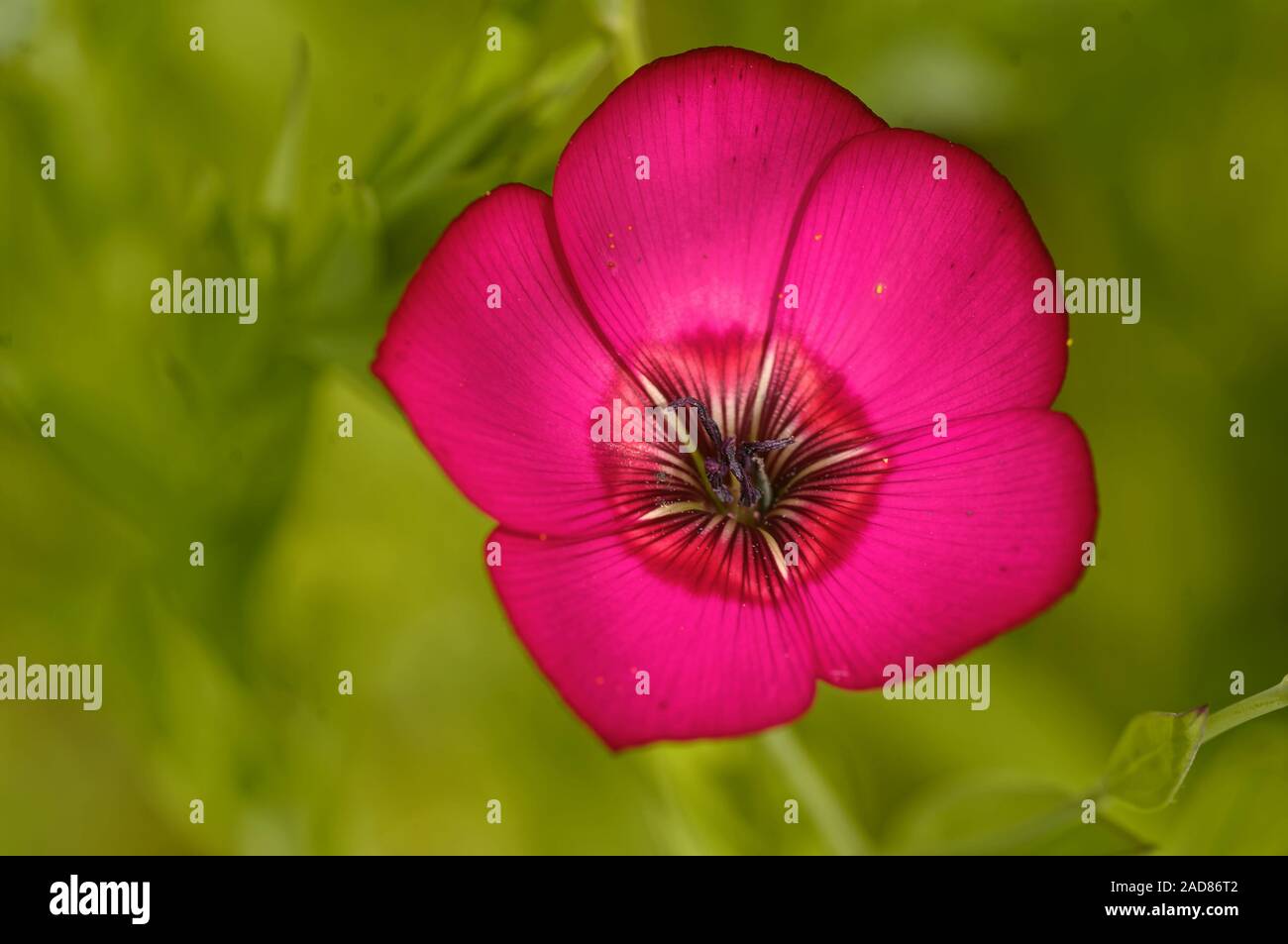 Le lin en fleurs Banque D'Images