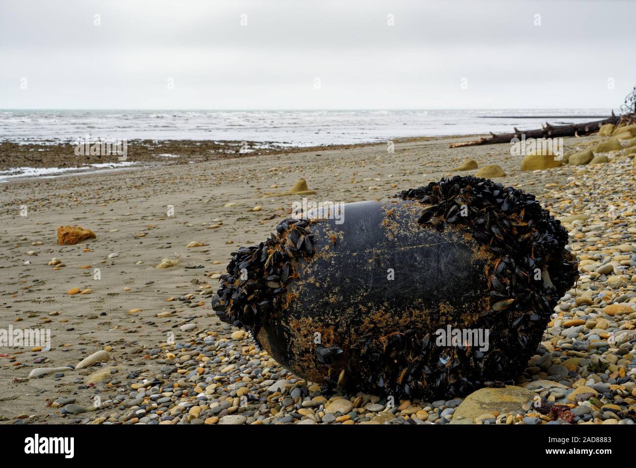 Une moule d'une bouée de mytiliculture de l'aquaculture s'échouer sur la plage de Kina, la Nouvelle-Zélande. Banque D'Images