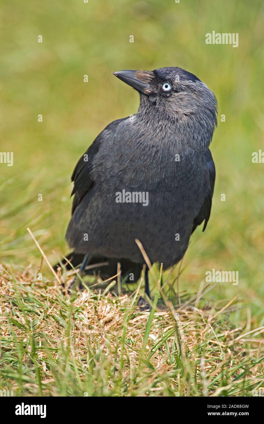 Choucas (Corvus monedula). Debout sur le sol, au milieu de prairies. Banque D'Images