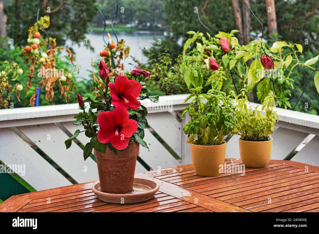 plantes de balcon Banque D'Images