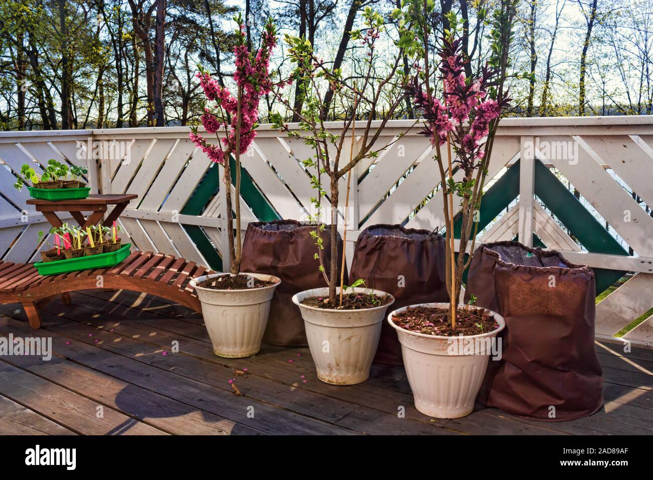 plantes de balcon Banque D'Images