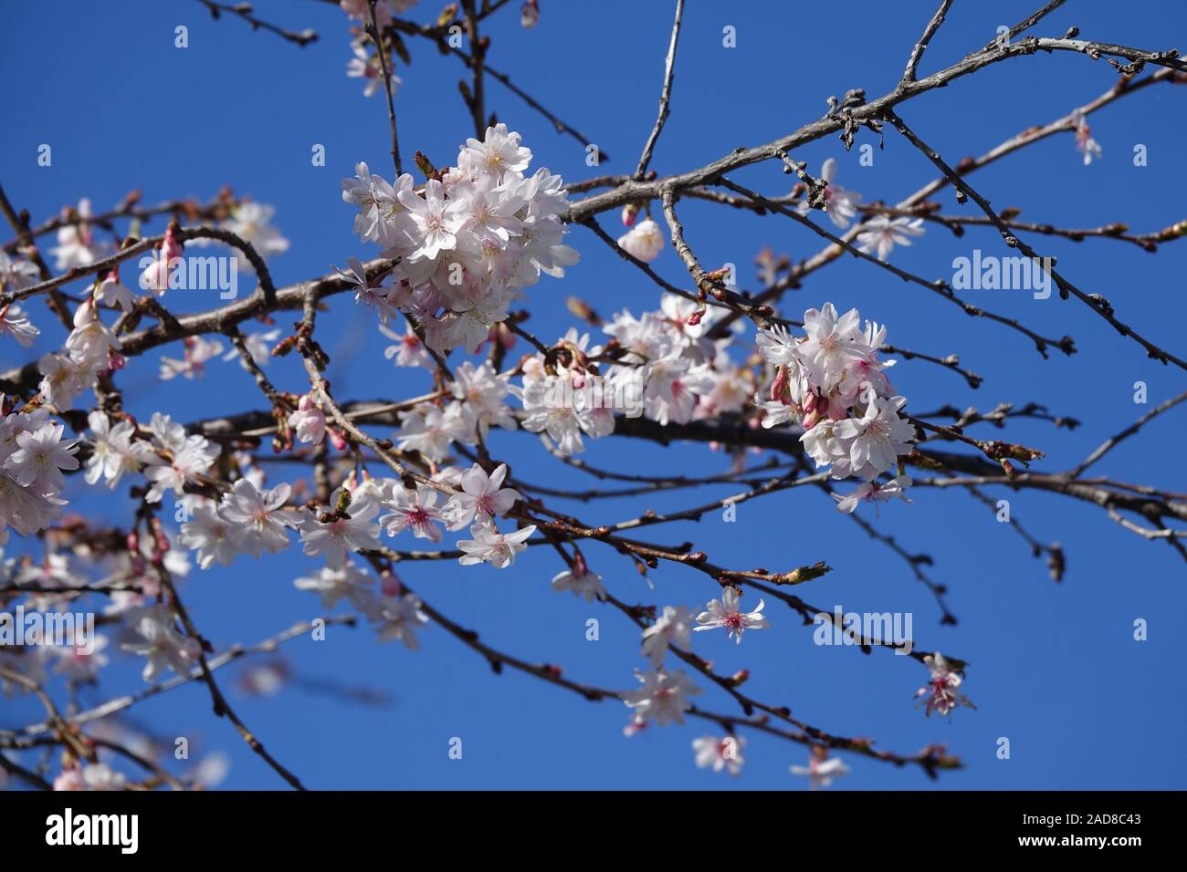 Prunus subhirtella autumnalis, Rose Cerise Automne Banque D'Images