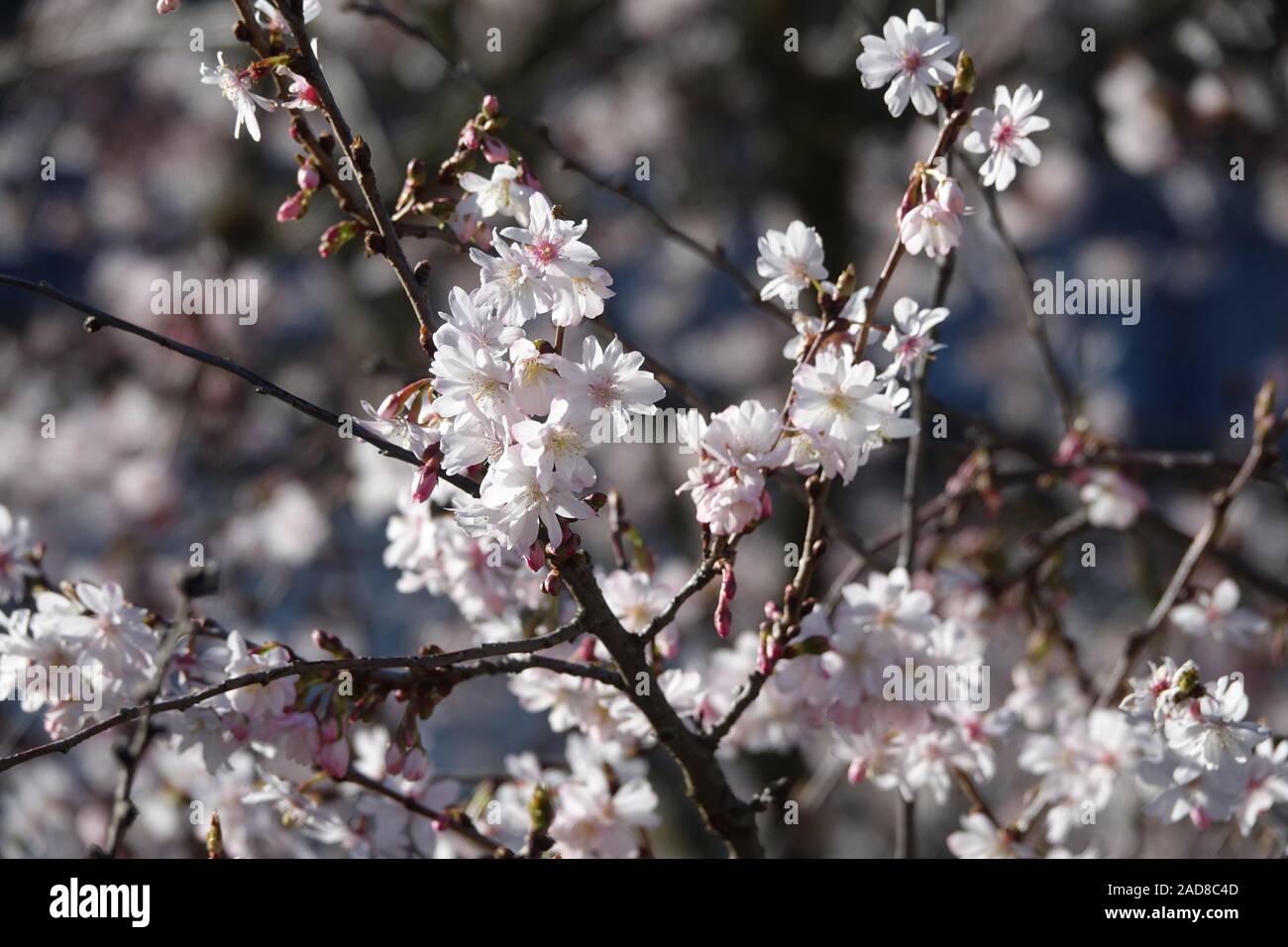 Prunus subhirtella autumnalis, Rose Cerise Automne Banque D'Images