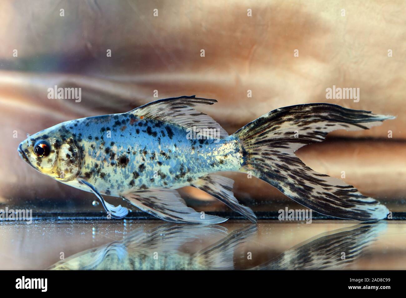 Blauer Shubunkin Goldfisch, cyprin doré, Carassius auratus Banque D'Images