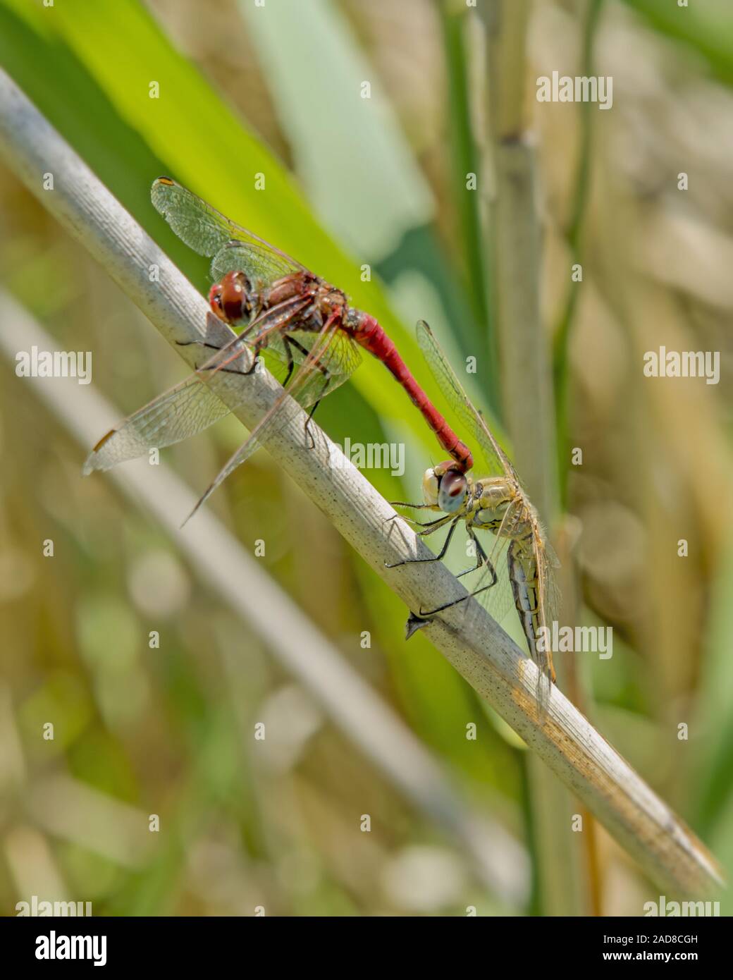 Ruddy dards 'Sympetrum sanguineum' Banque D'Images