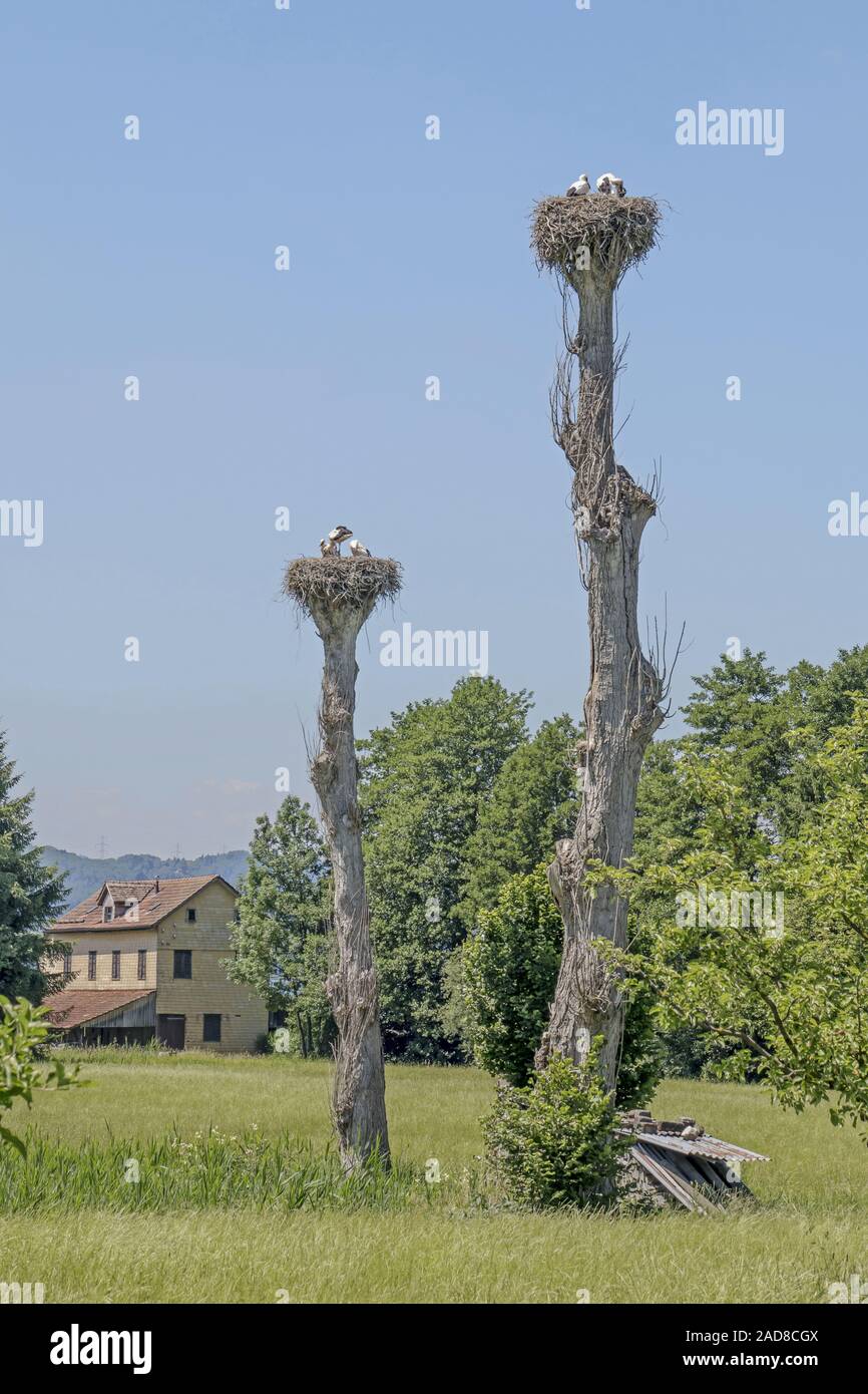 Nids de cigognes dans la réserve naturelle Greifensee, dans le Canton de Zürich, Suisse Banque D'Images