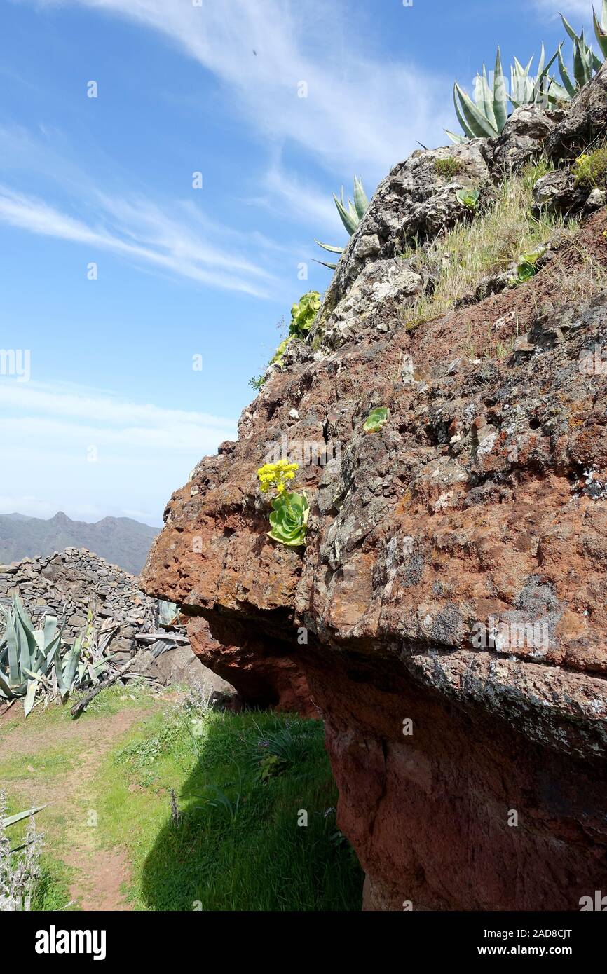 La végétation sur La Gomera, Espagne Banque D'Images