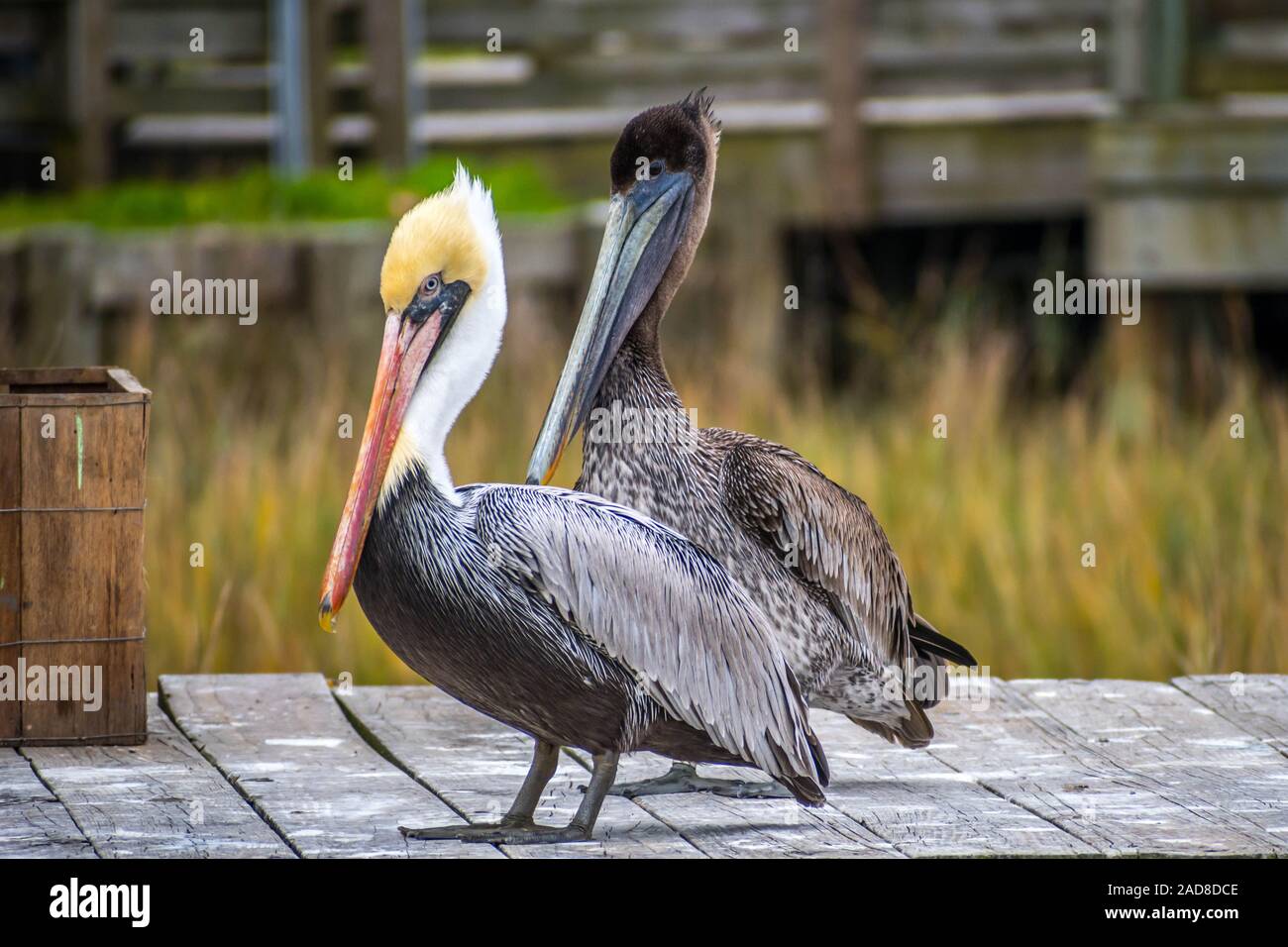 Un groupe de Pélican brun reposant autour à Amelia Island, Floride Banque D'Images