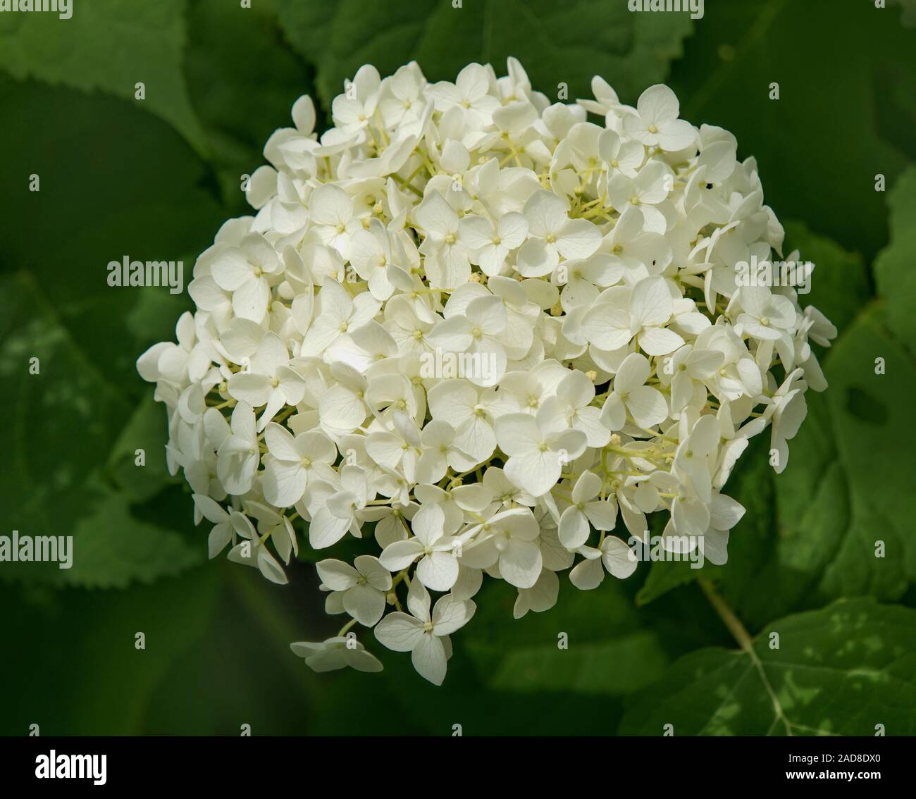 L'Hydrangea arborescens hydrangea 'commun' Banque D'Images