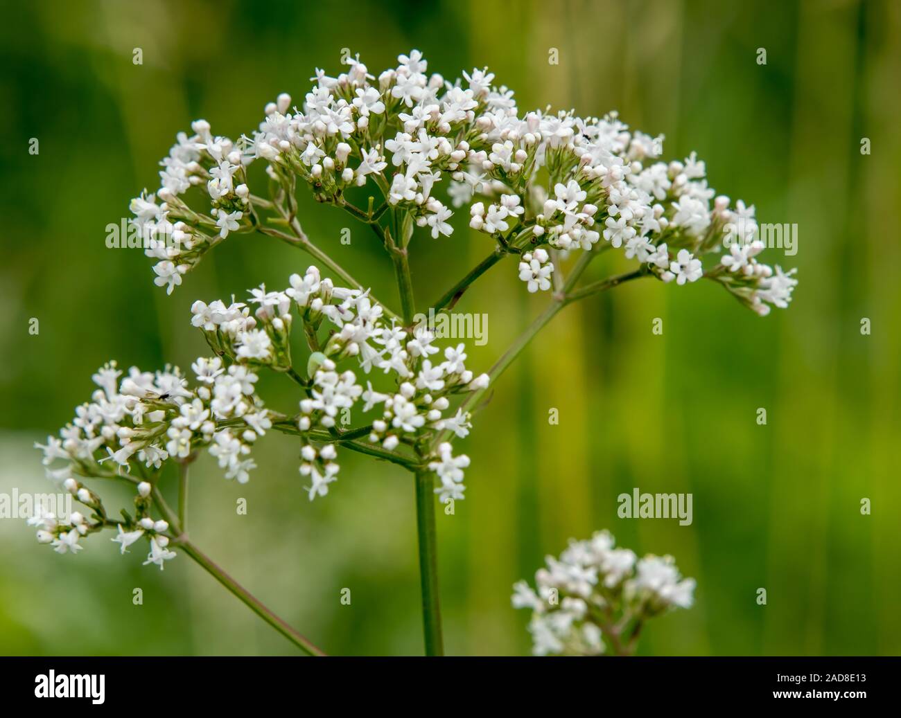 Bloossom blanc, plante non défini Banque D'Images