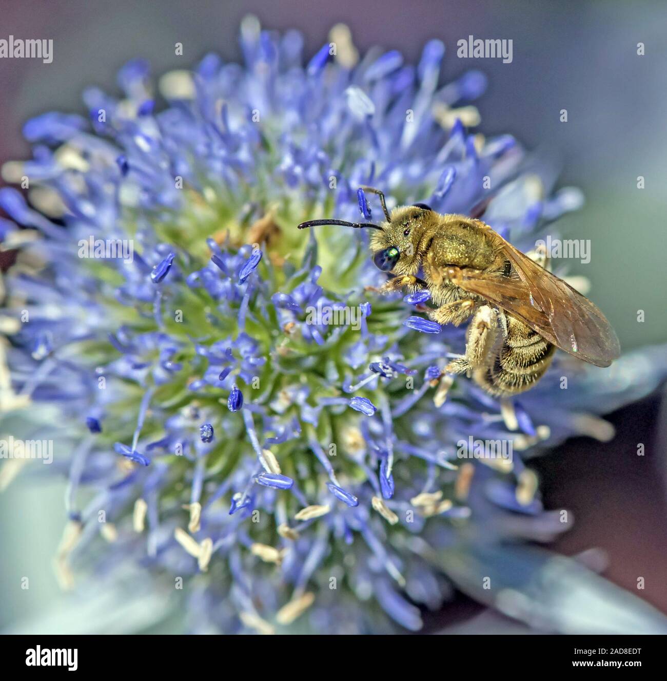 L'abeille sauvage chardon bleu sur Banque D'Images