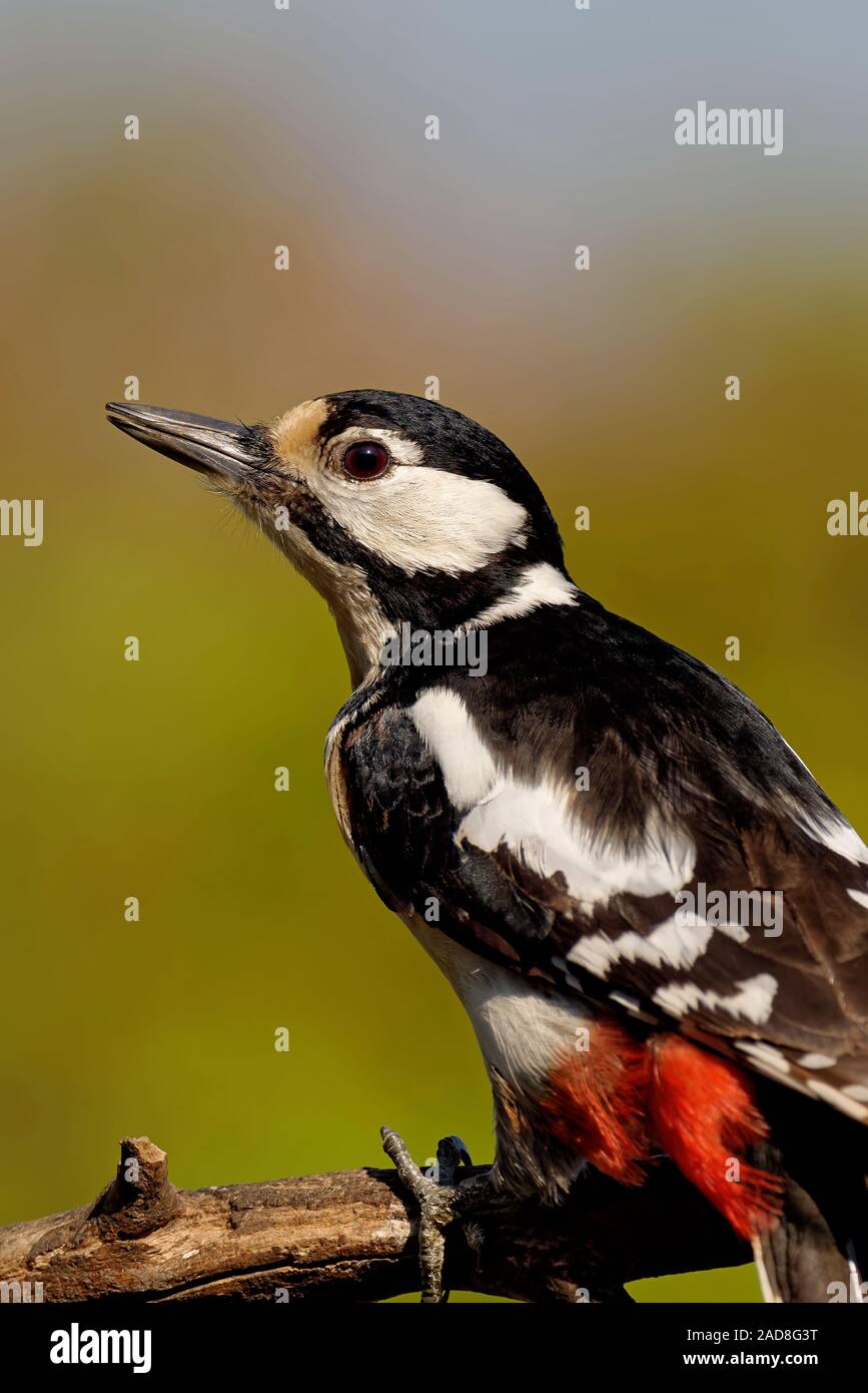 Great spotted woodpecker Banque D'Images