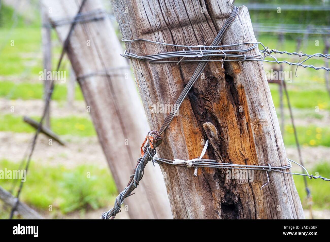 Plantation de vigne Banque D'Images