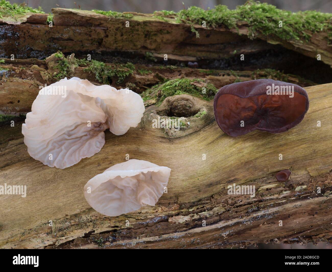 L'oreille de juif, de bois, de l'oreille oreille gelée blanche, Juif'oreille Banque D'Images