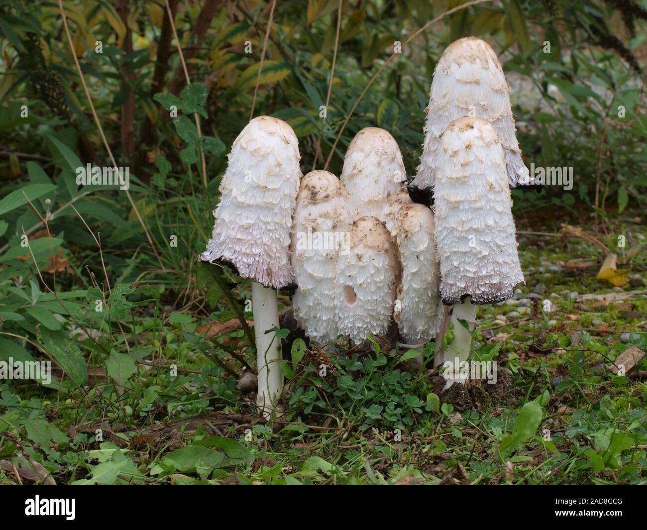 Cap d'encre shaggy, avocat, la perruque de Shaggy mane Banque D'Images