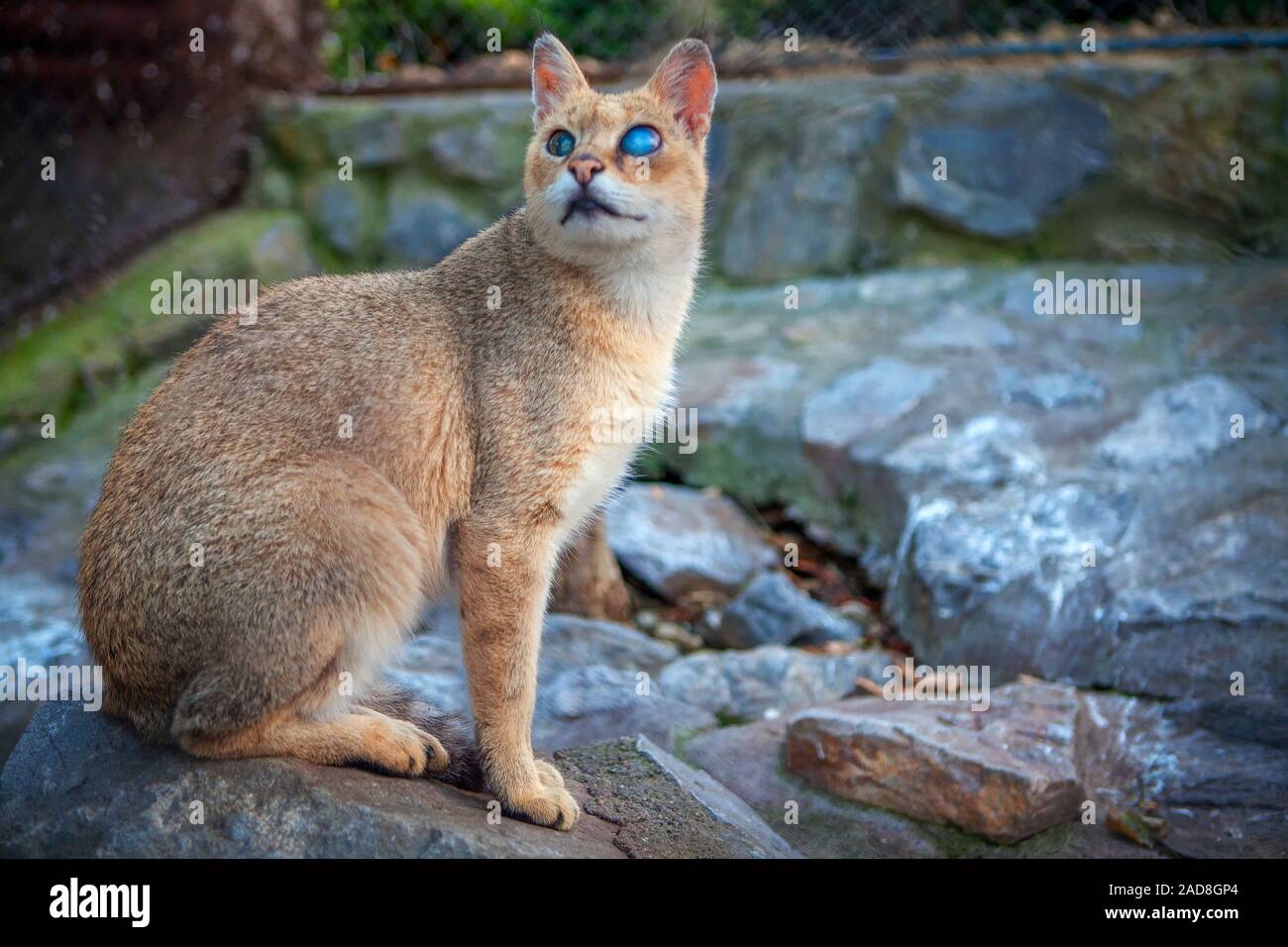 Gros Chat Sauvage Aux Yeux Bleus Photo Stock Alamy