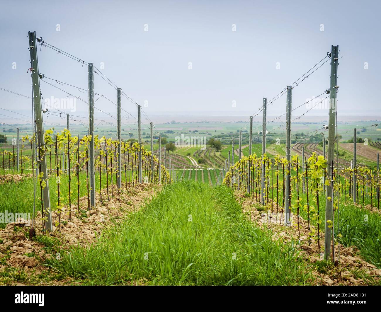 Plantation de vigne au lac Neusiedlersee en Burgenland Banque D'Images