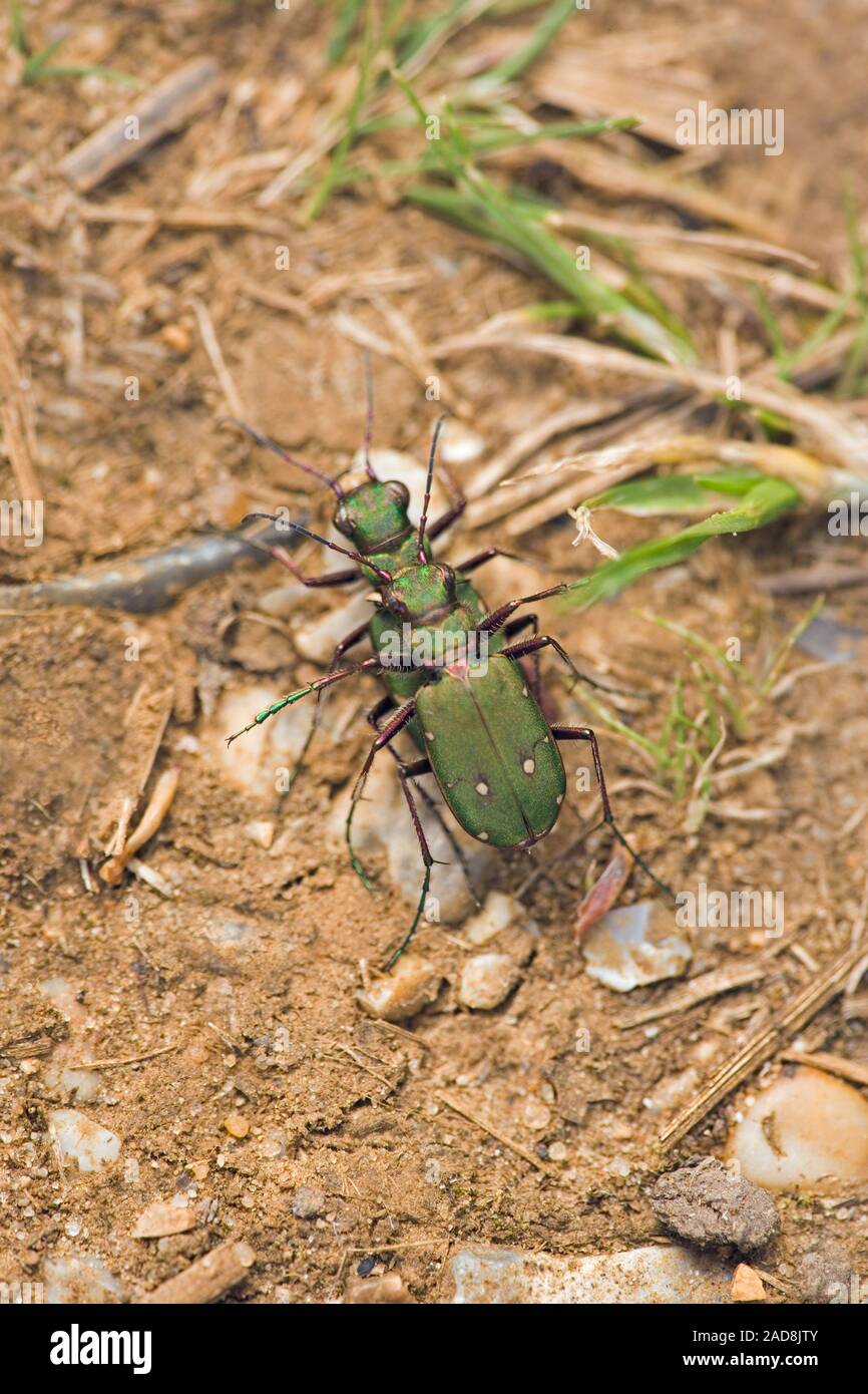 TIGER BEETLE (Cicindela campestris). L'accouplement paire Hickling N.N.R., Norfolk. Banque D'Images