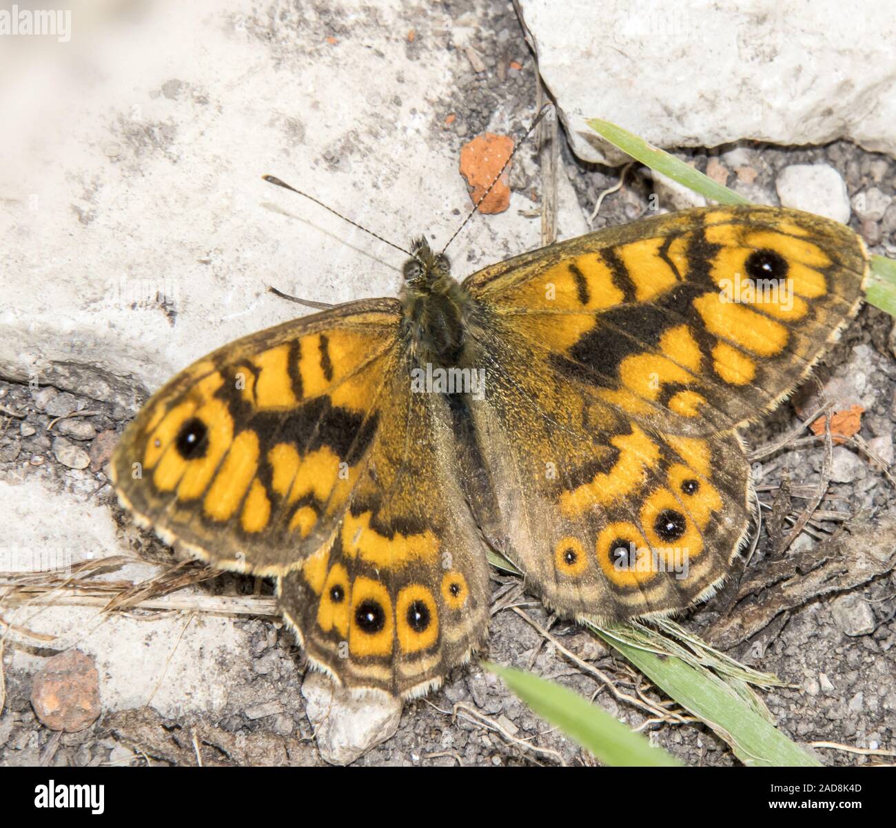 Wall brown 'Lasiomatta megera' Banque D'Images