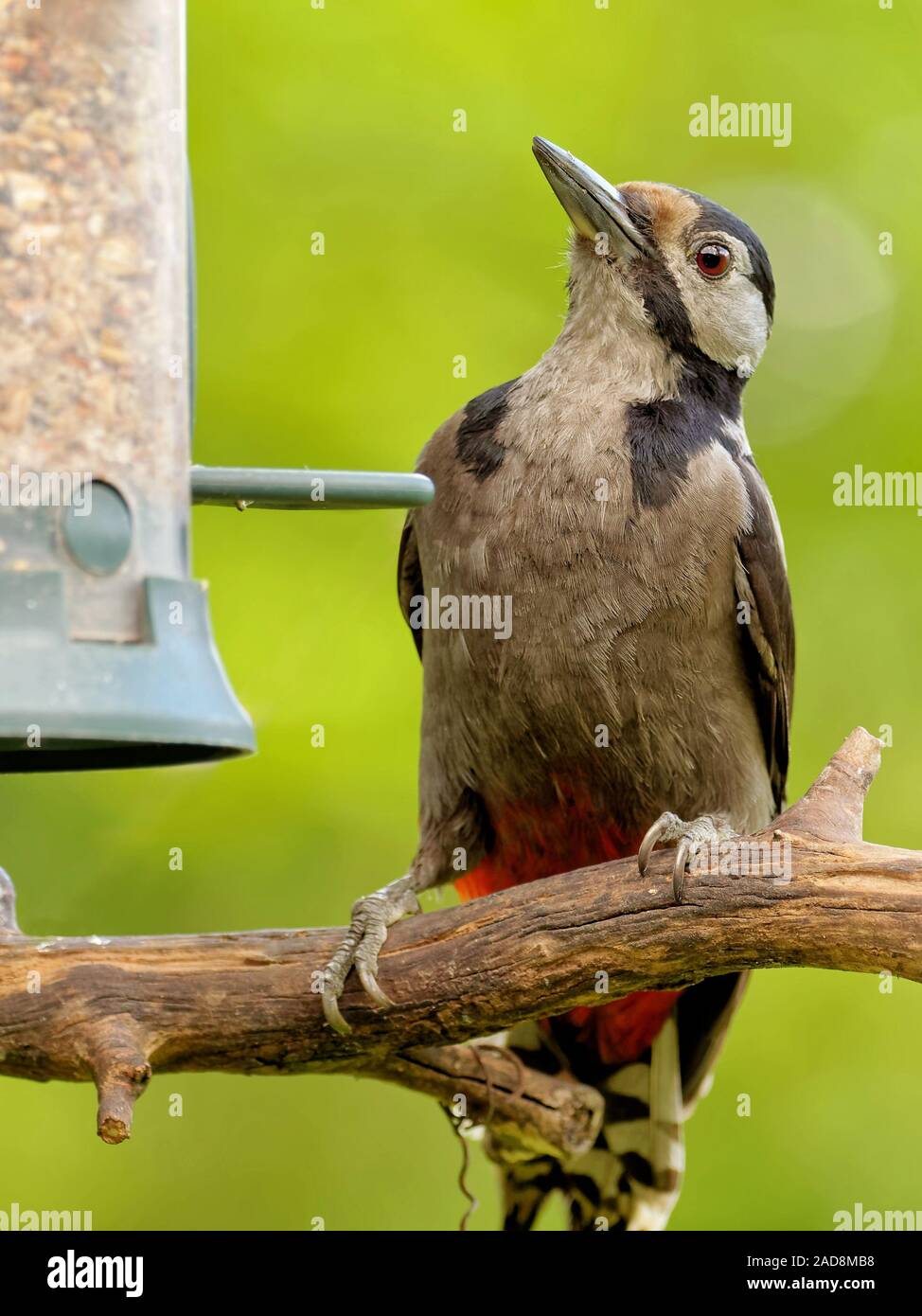 Great spotted woodpecker Banque D'Images