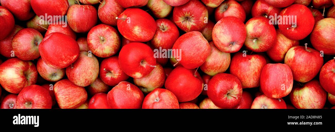 Photographie de lots de pommes rouges Banque D'Images