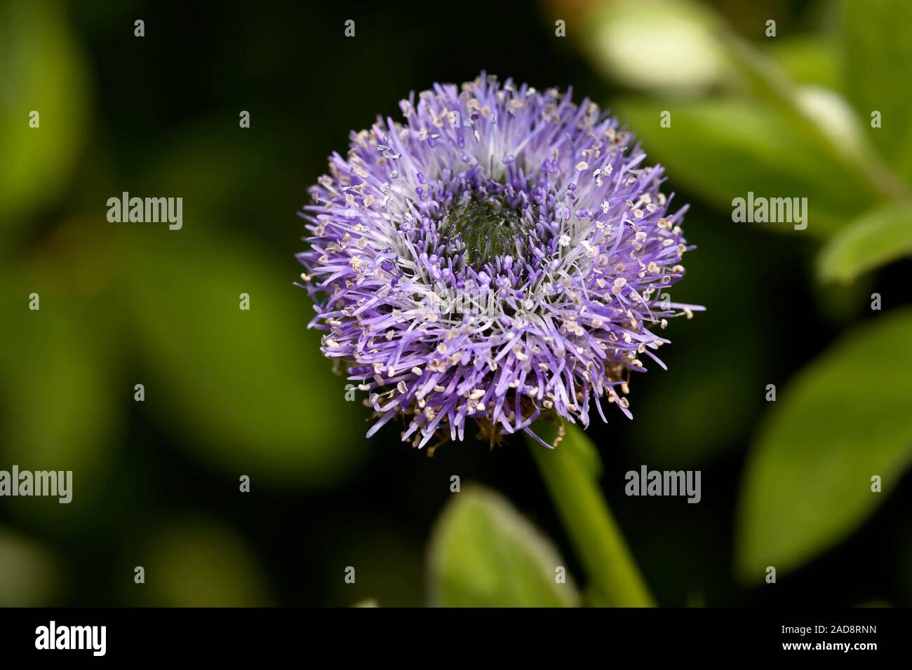 Véritable fleur boule Banque D'Images