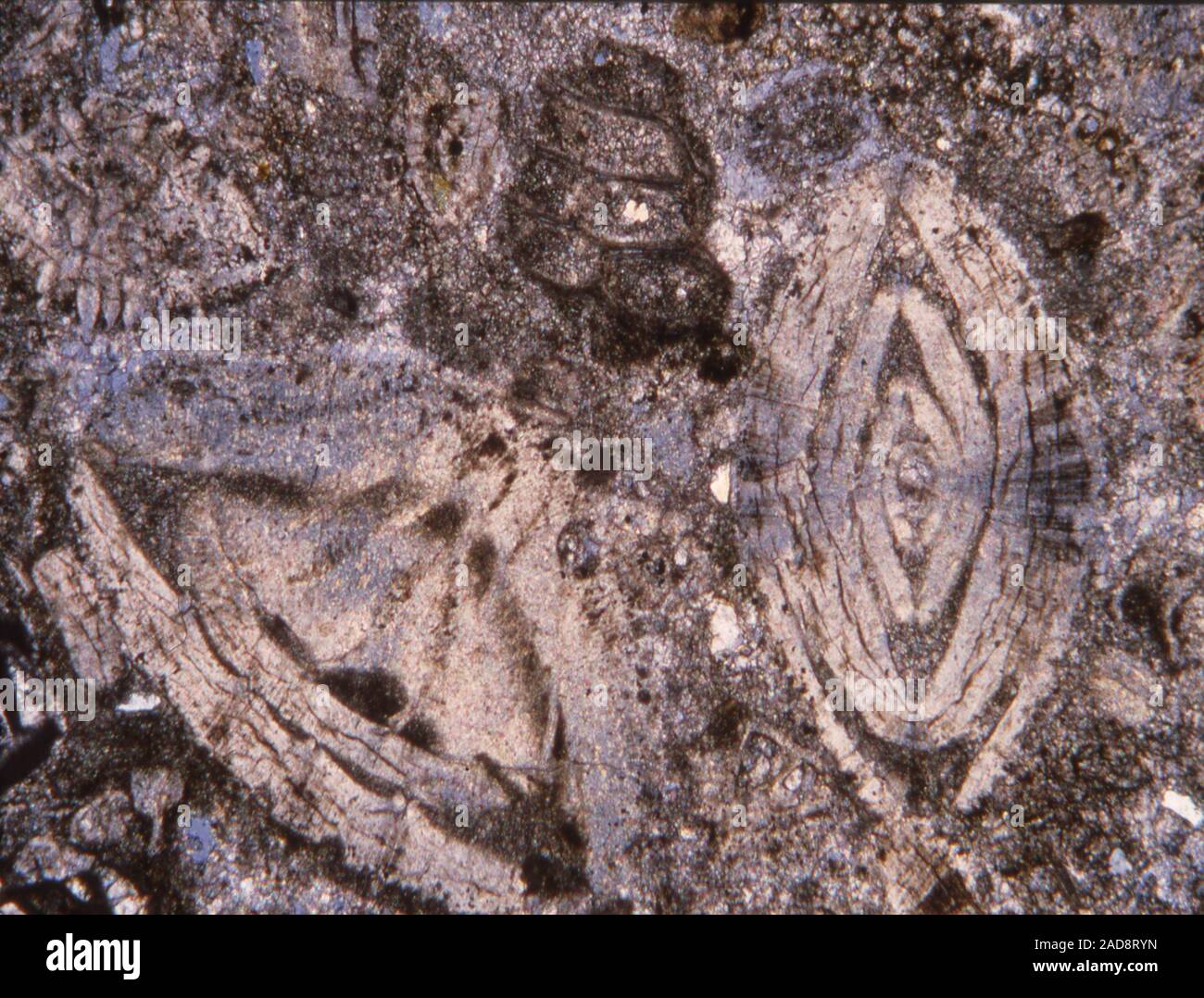 Des fossiles dans le calcaire section fine sous le microscope 100x Banque D'Images