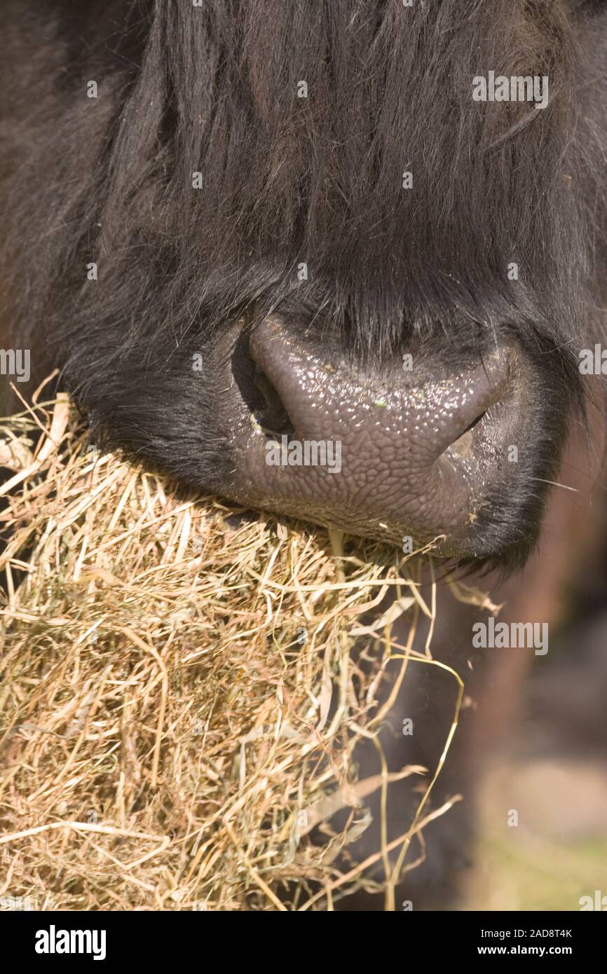 HIGHLAND COW eating hay. (Bos taurus). De l'intérieur. Close up montrant museler, la bouche et les narines. Banque D'Images