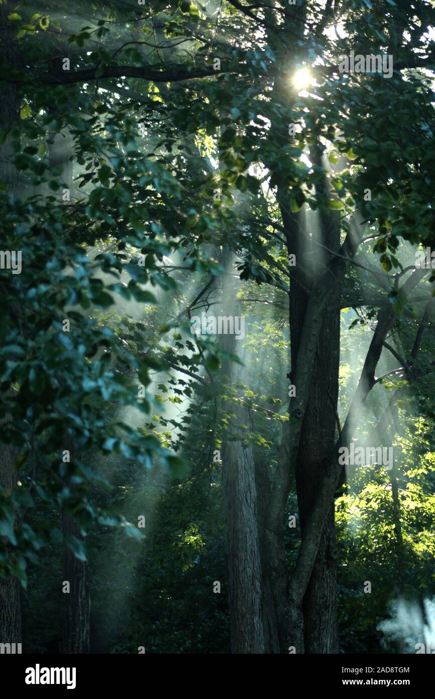 Les rayons du soleil filtrant à travers la forêt dans une journée d'été Banque D'Images