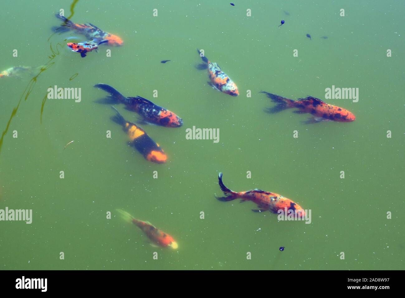 Les poissons dans l'étang de jardin avec des têtards et d'algues Banque D'Images