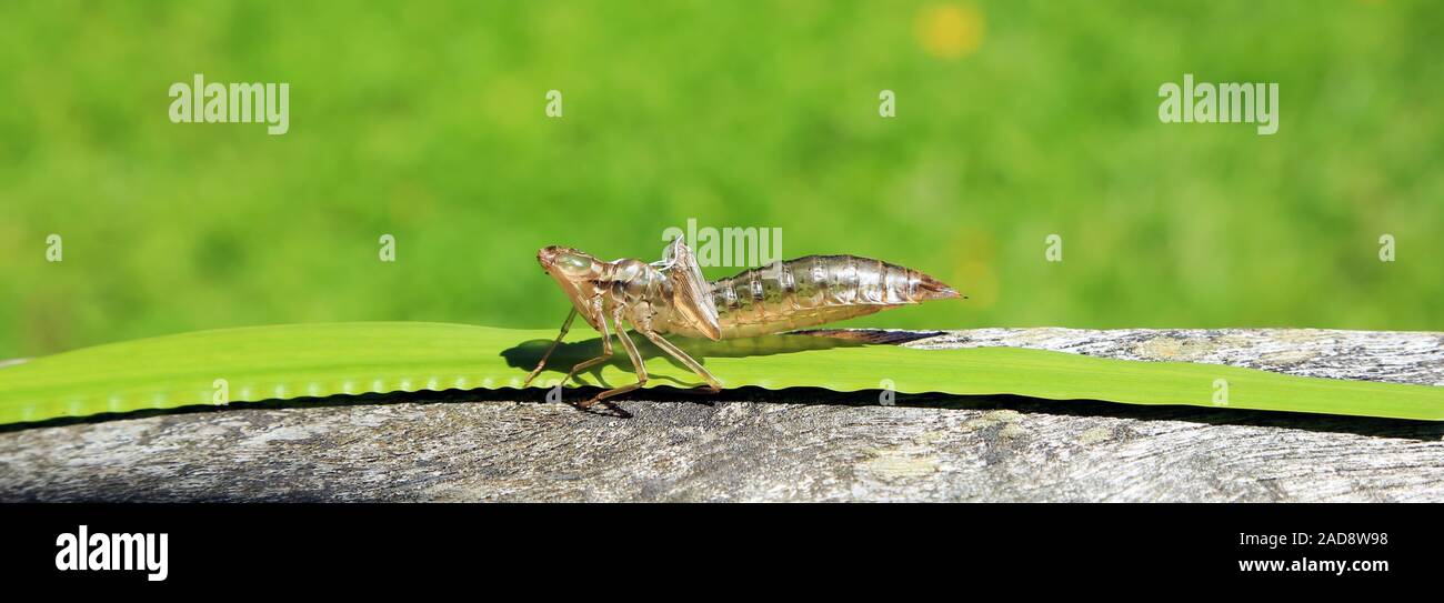 Enveloppe d'une larve de libellule, Exuvie Banque D'Images
