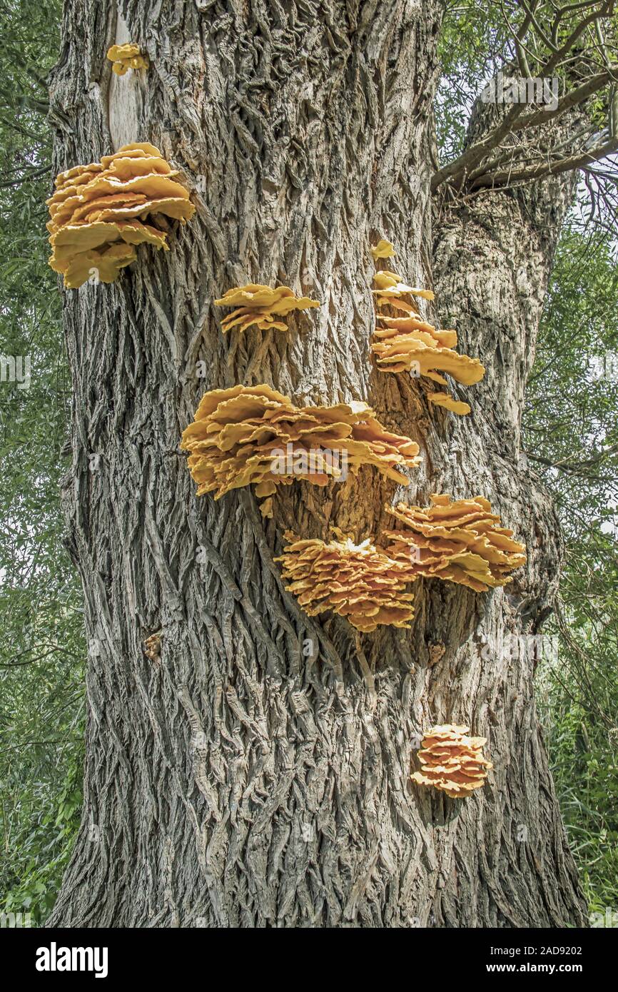 Le poulet des bois : 'sulphureus' Banque D'Images