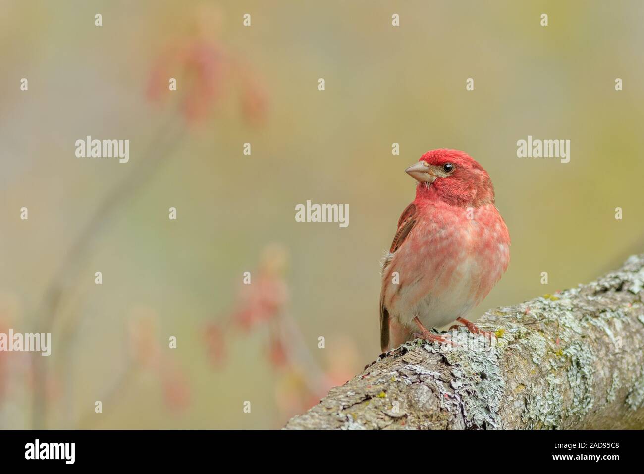 Un roselin pourpré repose sur une branche couverte de lichen. Banque D'Images