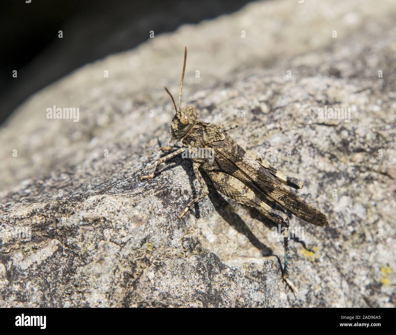 Blue-winged grasshoper 'Oedipoda caerulescens' Banque D'Images