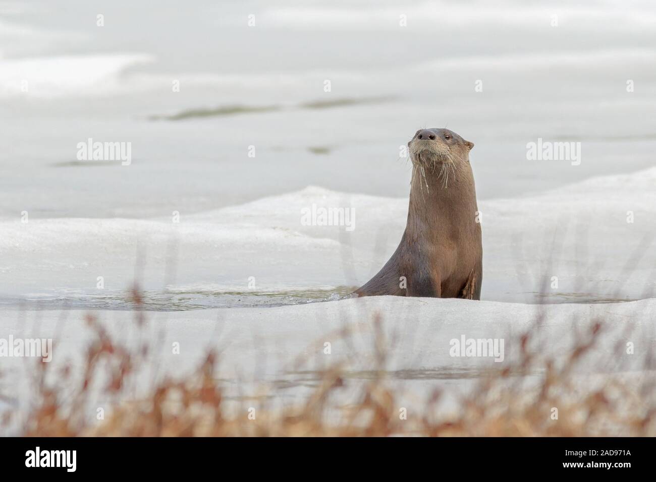 Une loutre de rivière sort d'un trou dans la glace. Banque D'Images