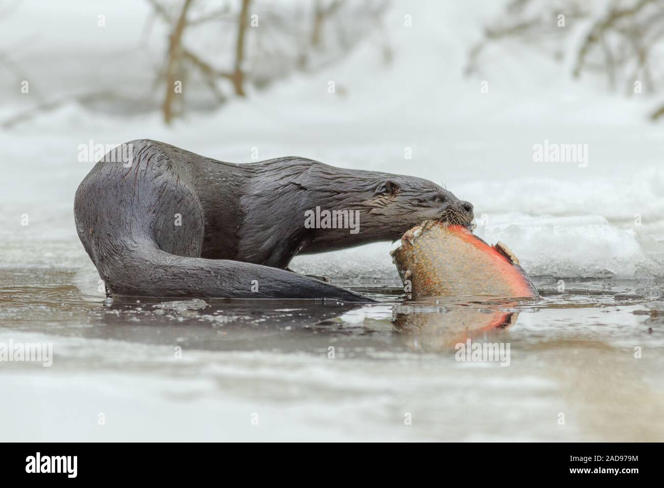 Une loutre de rivière déplace une grande fontaine de sous la glace. Banque D'Images