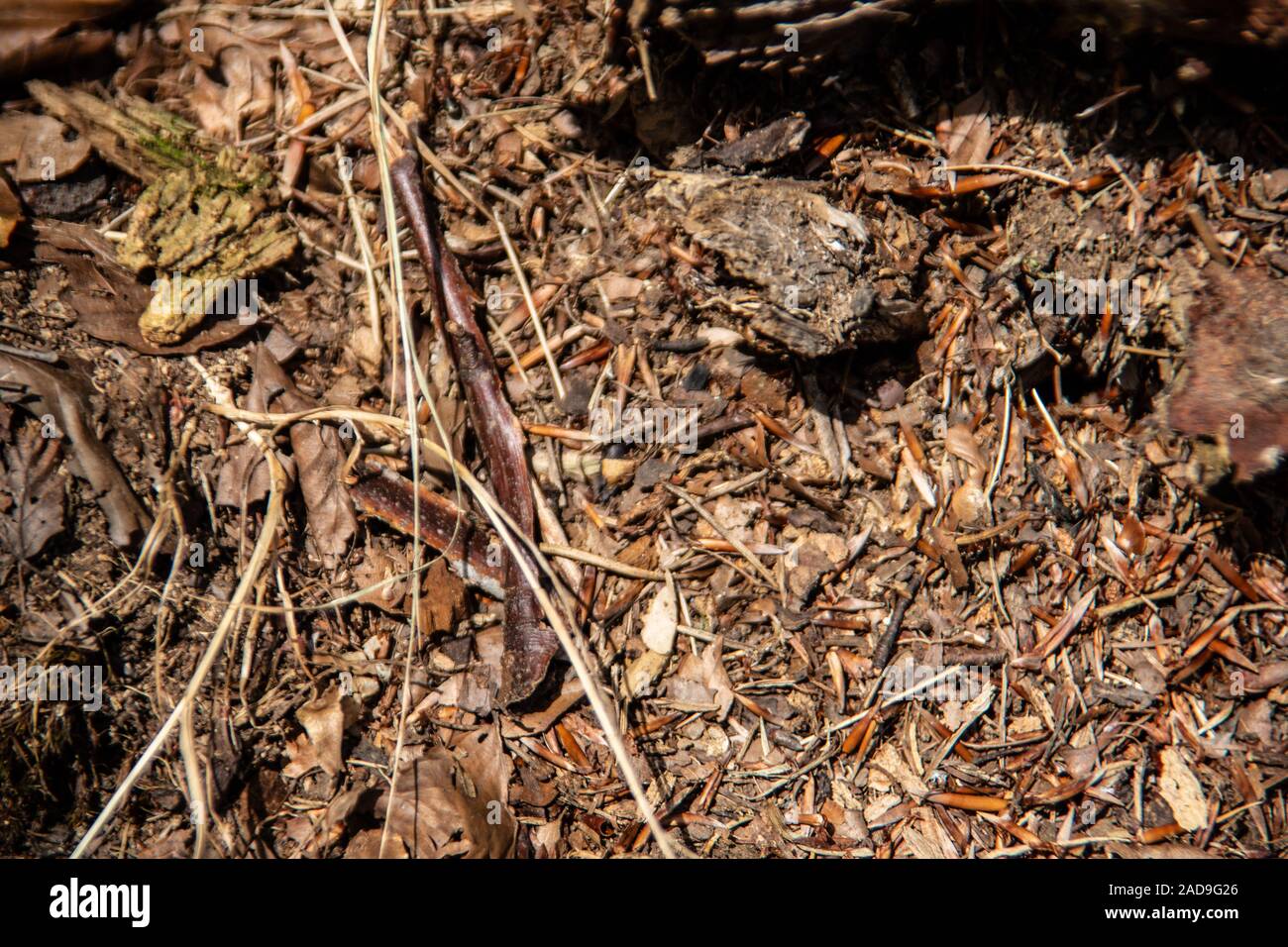 Nid de fourmis dans la forêt Banque D'Images