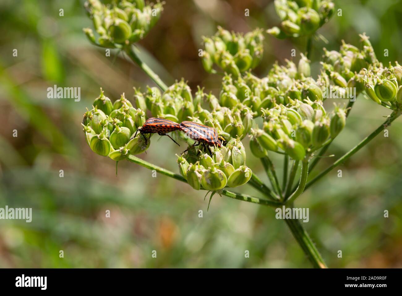 Les bogues à rayures sur umbelliferae Banque D'Images