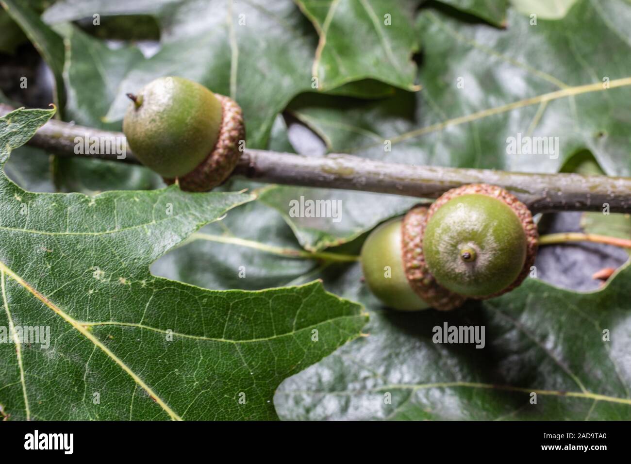 Branche de chêne sur les glands en automne Banque D'Images