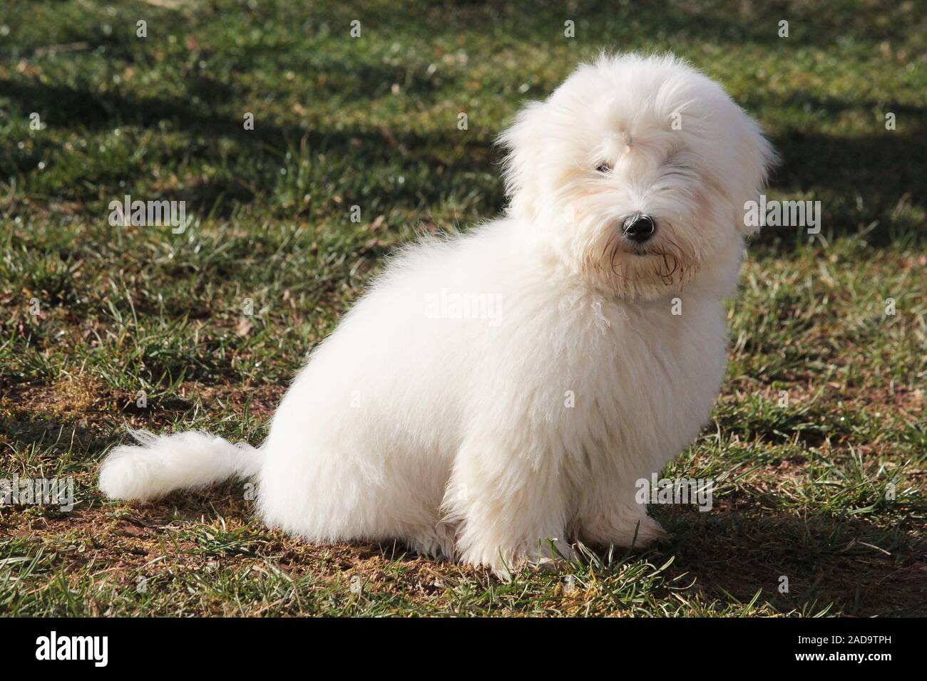 Chien coton Banque D'Images