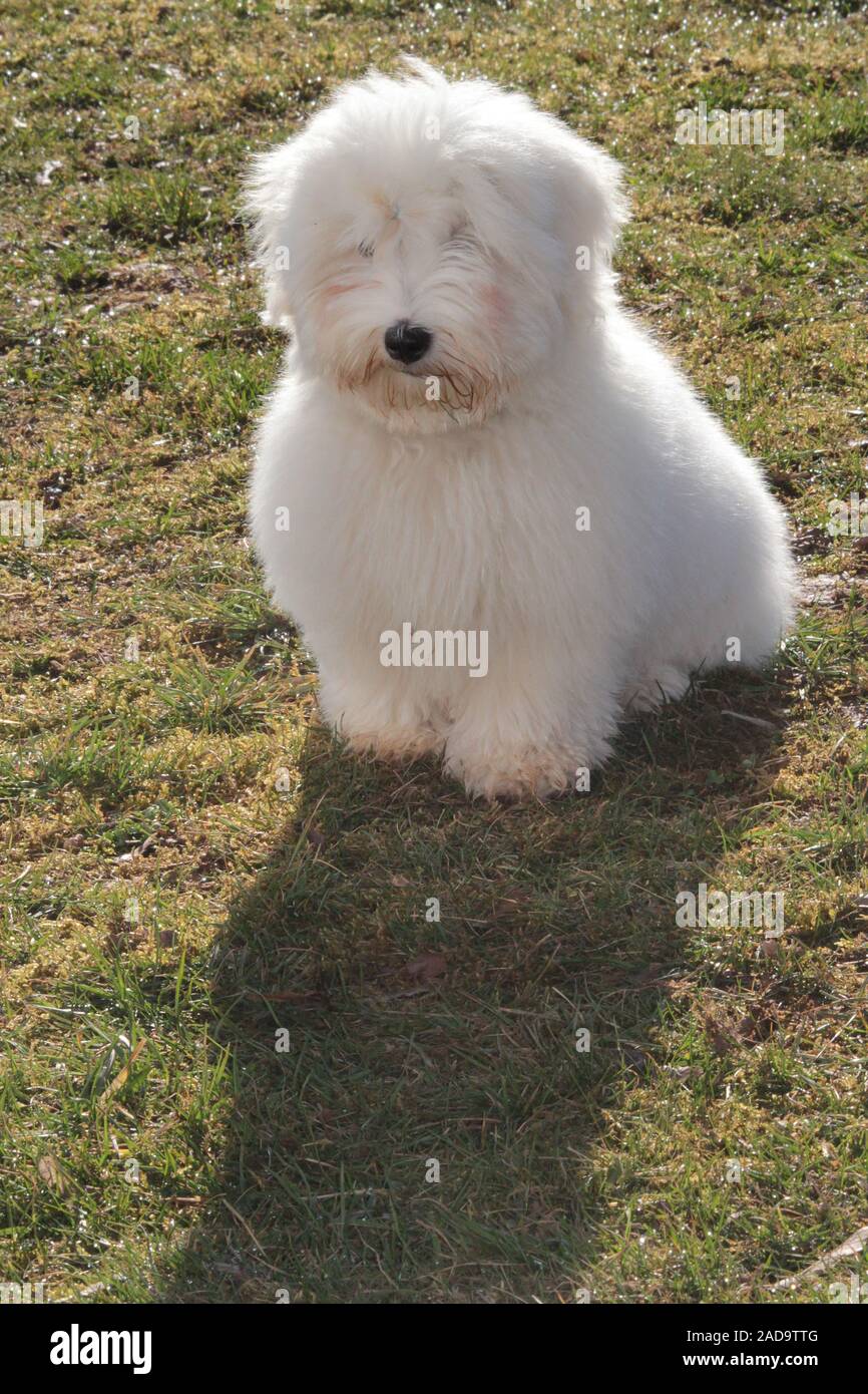 Chien coton Banque D'Images