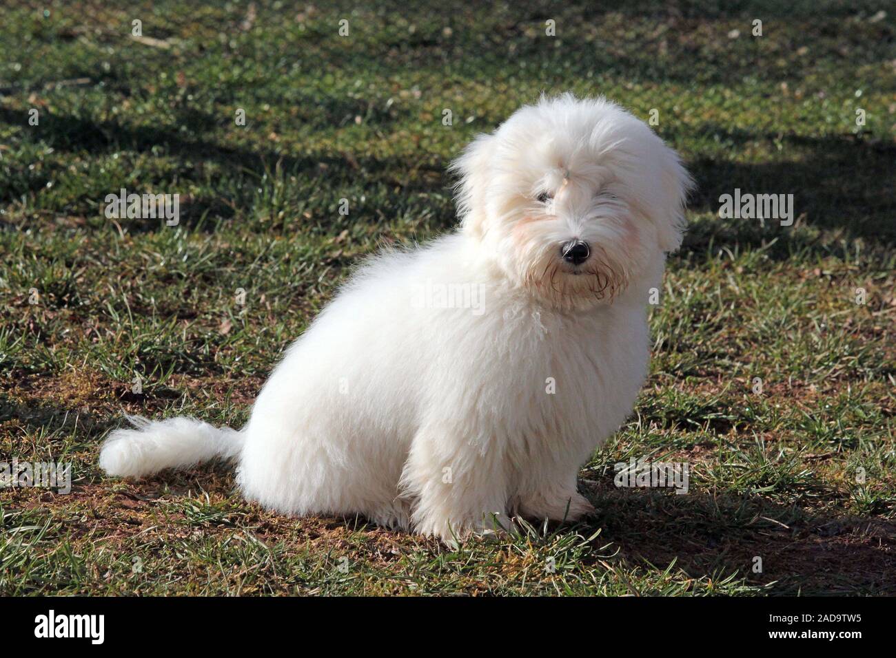 Chien coton Banque D'Images