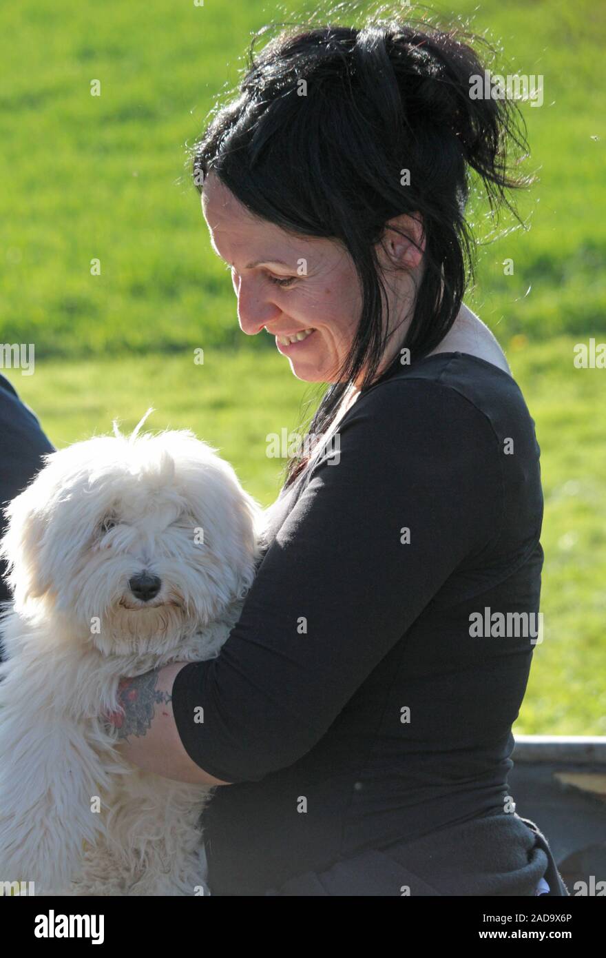 Chien coton Banque D'Images